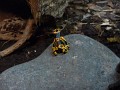 Yellow Poison Arrow Frog